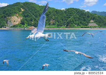 笹川流れのカモメ、村上市、新潟県、日本 80952534