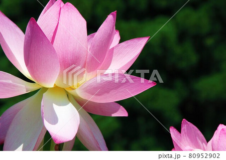 真横からの花ハスの花 80952902