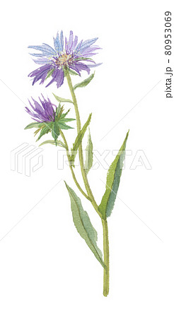 ストケシア　ルリギク 80953069