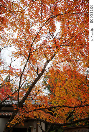 鷹峯常照寺の秋の境内 80953136