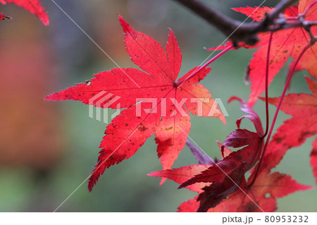 日本楓の紅葉 80953232