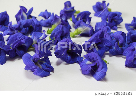 鮮やかな青色の八重咲バタフライピー 80953235