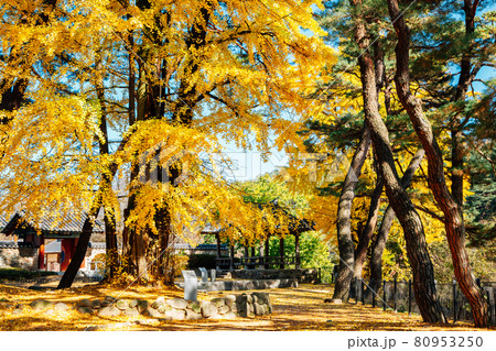 Autumn of Sosuseowon Confucian Academy in Yeongju, Korea Autumn of Sosuseowon Confucian Academy in Yeongju, Korea 80953250