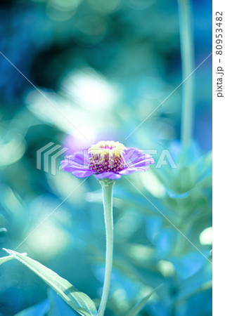 朝日を浴びる百日草 80953482