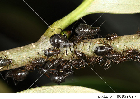 生き物 昆虫 クリオオアブラムシ 真っ黒で五ミリ程もあります ブナ科に寄生 こちらはスダジイの若枝の写真素材
