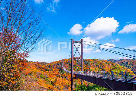 府民の森 ほしだ園地の紅葉と吊り橋 府民の森 ほしだ園地の紅葉と吊り橋 80953819