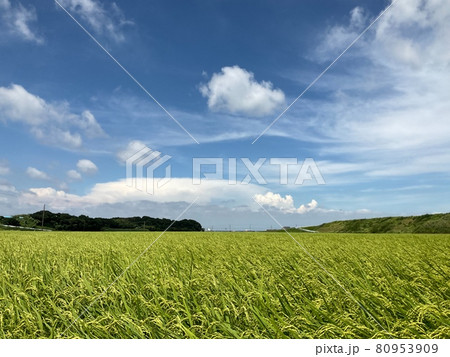 稲作 風景 稲作 風景 80953909
