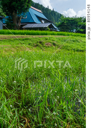 農家と田んぼ 80954148