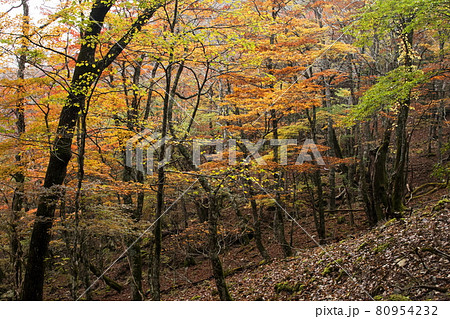大台ケ原の秋 大台ケ原の秋 80954232