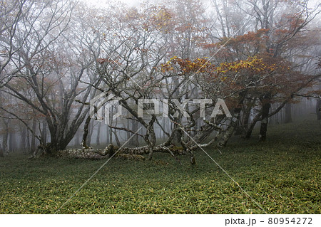 大台ケ原の秋 大台ケ原の秋 80954272