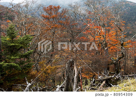 大台ケ原の秋 80954309