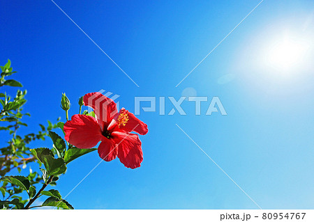 沖縄のイメージ 青い空と赤いハイビスカス 沖縄のイメージ 青い空と赤いハイビスカス 80954767