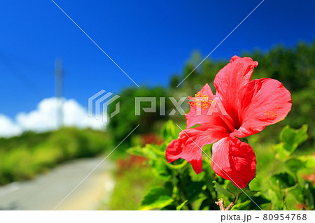 のどかな沖縄のイメージ 青い空と赤いハイビスカス のどかな沖縄のイメージ 青い空と赤いハイビスカス 80954768