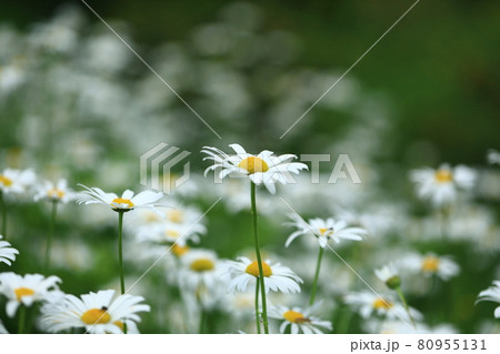 フランス菊 80955131