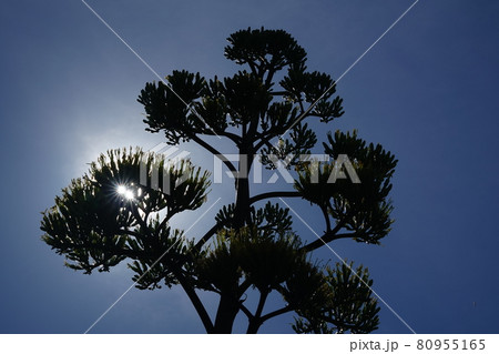 龍舌蘭と太陽のクロス 80955165