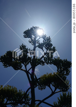 リュウゼツランと朝日の光線 80955166