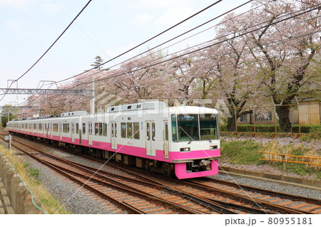 千葉県鎌ケ谷市くぬぎ山付近を通る新京成線の8800形新塗装車とさくら満開 千葉県鎌ケ谷市くぬぎ山付近を通る新京成線の8800形新塗装車とさくら満開 80955181