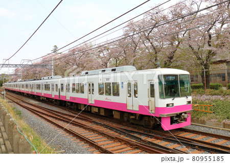 千葉県鎌ケ谷市くぬぎ山付近を通る新京成線の8800形新塗装車とさくら満開 千葉県鎌ケ谷市くぬぎ山付近を通る新京成線の8800形新塗装車とさくら満開 80955185