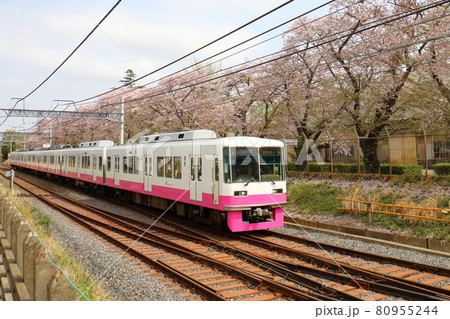 千葉県鎌ケ谷市くぬぎ山付近を通る新京成線の8800形新塗装車とさくら満開 80955244