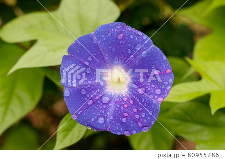 日本の朝の雨に濡れて変色したアサガオの花の写真素材 [80955286] - PIXTA