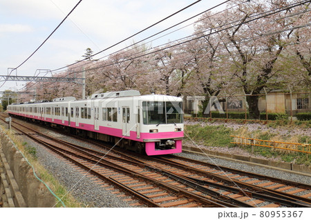 千葉県鎌ケ谷市くぬぎ山付近を通る新京成線の8800形新塗装車とさくら満開 千葉県鎌ケ谷市くぬぎ山付近を通る新京成線の8800形新塗装車とさくら満開 80955367