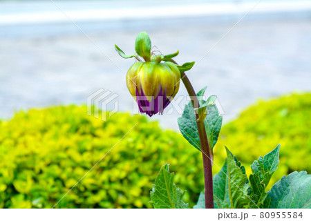 Closeup shot of fresh green leaves during the daytime 80955584