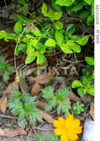 Closeup shot of fresh green leaves during the daytime Closeup shot of fresh green leaves during the daytime 80955599