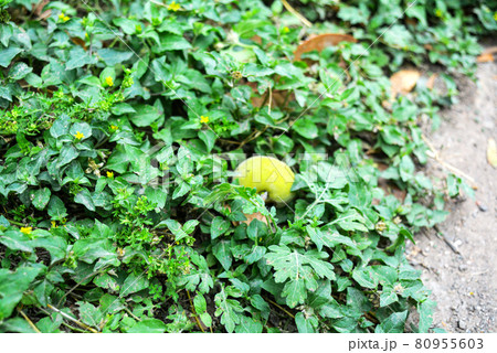 Closeup shot of fresh green leaves during the daytime 80955603