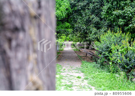 Beautiful park scene in public park with green grass field 80955606