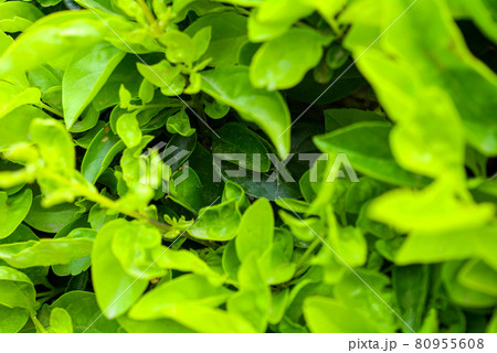 Duranta repens or Duranta erecta leaves closeup texture background, Common names include golden dewdrop, pigeon berry, and skyflower 80955608