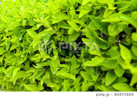 Duranta repens or Duranta erecta leaves closeup texture background, Common names include golden dewdrop, pigeon berry, and skyflower 80955609