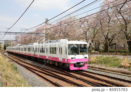 千葉県鎌ケ谷市くぬぎ山付近を通る新京成線の8800形新塗装車とさくら満開 千葉県鎌ケ谷市くぬぎ山付近を通る新京成線の8800形新塗装車とさくら満開 80955763