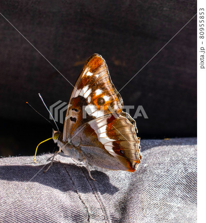 The butterfly sits on its sleeve with its wings folded. Brown, red butterfly, large eyes, long proboscis. The butterfly sits on its sleeve with its wings folded. Brown, red butterfly, large eyes, long proboscis. 80955853
