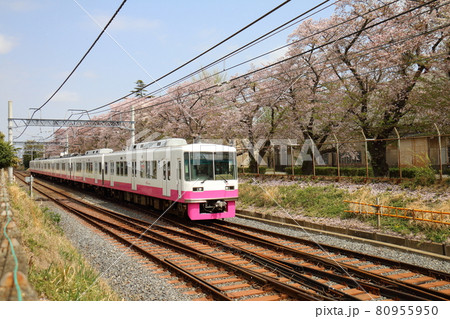 千葉県鎌ケ谷市くぬぎ山付近を通る新京成線の8800形新塗装車とさくら満開 千葉県鎌ケ谷市くぬぎ山付近を通る新京成線の8800形新塗装車とさくら満開 80955950