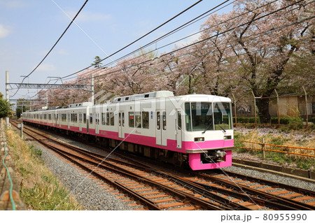 千葉県鎌ケ谷市くぬぎ山付近を通る新京成線の8800形新塗装車とさくら満開 千葉県鎌ケ谷市くぬぎ山付近を通る新京成線の8800形新塗装車とさくら満開 80955990