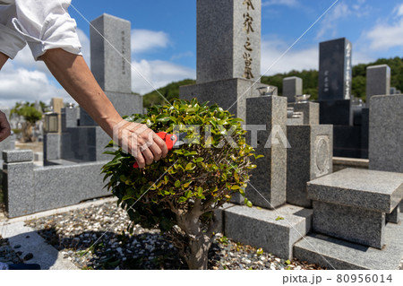 お墓参りの時に植木の手入れをしているところ 80956014