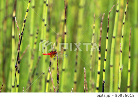 湿地の赤とんぼ 80956018