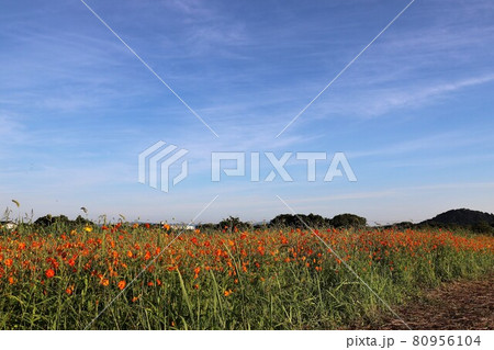 藤原京の蓮 藤原京の蓮 80956104