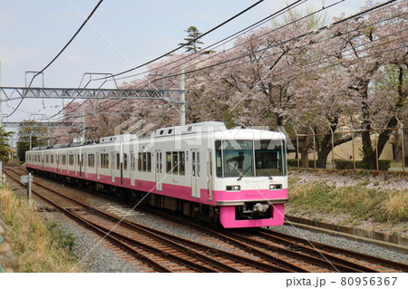 千葉県鎌ケ谷市くぬぎ山付近を通る新京成線の8800形新塗装車とさくら満開 千葉県鎌ケ谷市くぬぎ山付近を通る新京成線の8800形新塗装車とさくら満開 80956367
