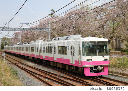 千葉県鎌ケ谷市くぬぎ山付近を通る新京成線の8800形新塗装車とさくら満開 80956372