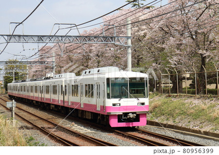 千葉県鎌ケ谷市くぬぎ山付近を通る新京成線の8800形新塗装車とさくら満開 千葉県鎌ケ谷市くぬぎ山付近を通る新京成線の8800形新塗装車とさくら満開 80956399