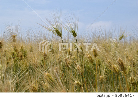 ムギ栽培 黄金色 ムギ栽培 黄金色 80956417