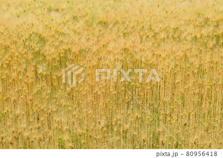 ムギ栽培 黄金色 ムギ栽培 黄金色 80956418