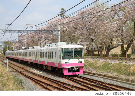 千葉県鎌ケ谷市くぬぎ山付近を通る新京成線の8800形新塗装車とさくら満開 80956449