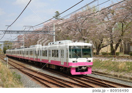 千葉県鎌ケ谷市くぬぎ山付近を通る新京成線の8800形新塗装車とさくら満開 80956490