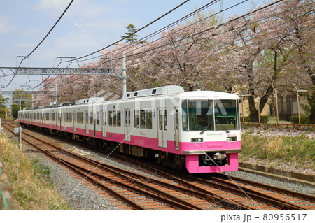千葉県鎌ケ谷市くぬぎ山付近を通る新京成線の8800形新塗装車とさくら満開 千葉県鎌ケ谷市くぬぎ山付近を通る新京成線の8800形新塗装車とさくら満開 80956517