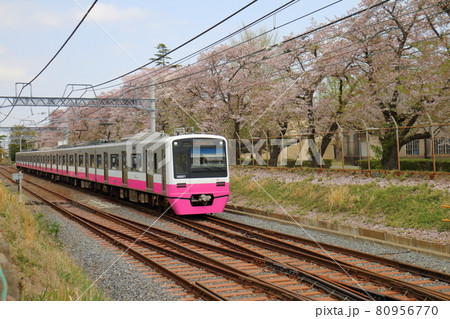 千葉県鎌ケ谷市くぬぎ山付近を通る新京成線のN800形新塗装車とさくら満開 80956770