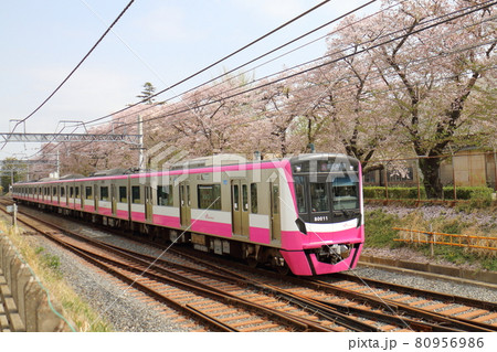 千葉県鎌ケ谷市くぬぎ山付近を通る新京成線の80000形、新型車両とさくら満開 千葉県鎌ケ谷市くぬぎ山付近を通る新京成線の80000形、新型車両とさくら満開 80956986