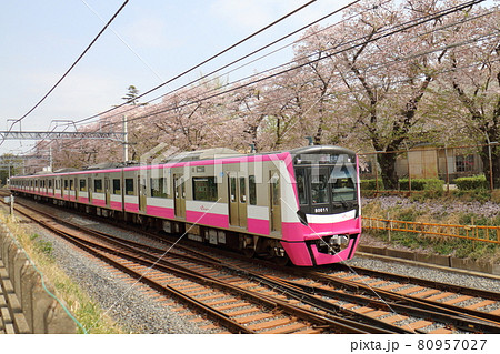 千葉県鎌ケ谷市くぬぎ山付近を通る新京成線の80000形、新型車両とさくら満開 千葉県鎌ケ谷市くぬぎ山付近を通る新京成線の80000形、新型車両とさくら満開 80957027