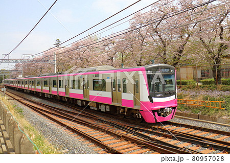 千葉県鎌ケ谷市くぬぎ山付近を通る新京成線の80000形、新型車両とさくら満開 80957028